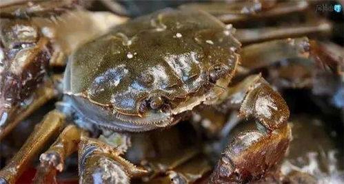 怎么吃螃蟹视频