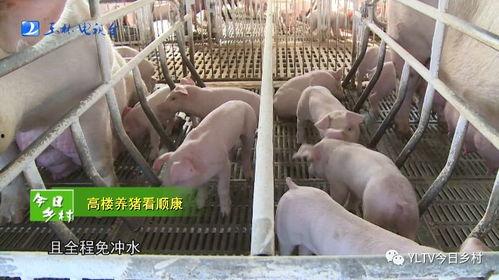生态养猪视频,视频揭秘绿色养殖奥秘