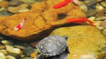 乌龟吃食的视频,展现自然生态和谐画面