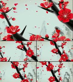 梅花高清视频素材,高清映像下的冬日风情