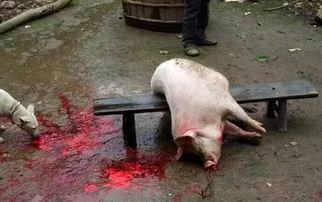 杀一千斤猪放血视频,揭秘杀猪放血全过程