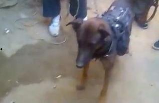 军犬视频,忠诚守护，战地风采